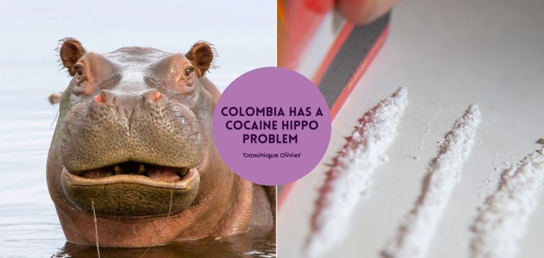 Colombia has a cocaine hippo problem