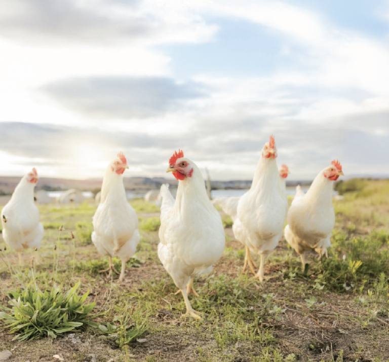 Rainbow Chicken FY25 results: building on momentum