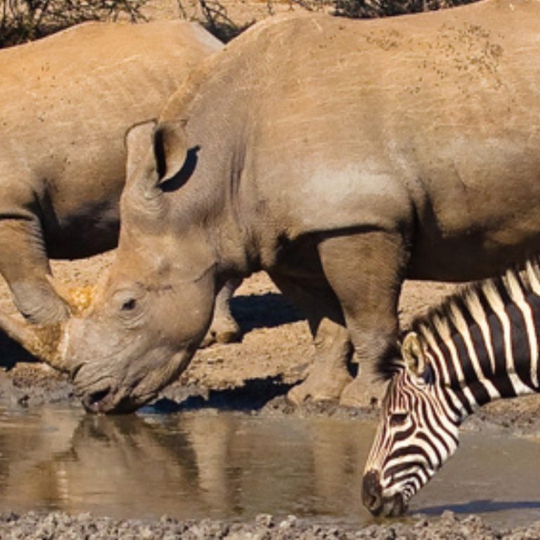 PODCAST: No Ordinary Wednesday | The economics of tourism in SA