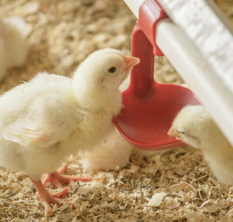 Rainbow Chicken Annual Results: Unleashing Potential